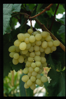 Variété de raisin blanc apyrene, Superior Seedless